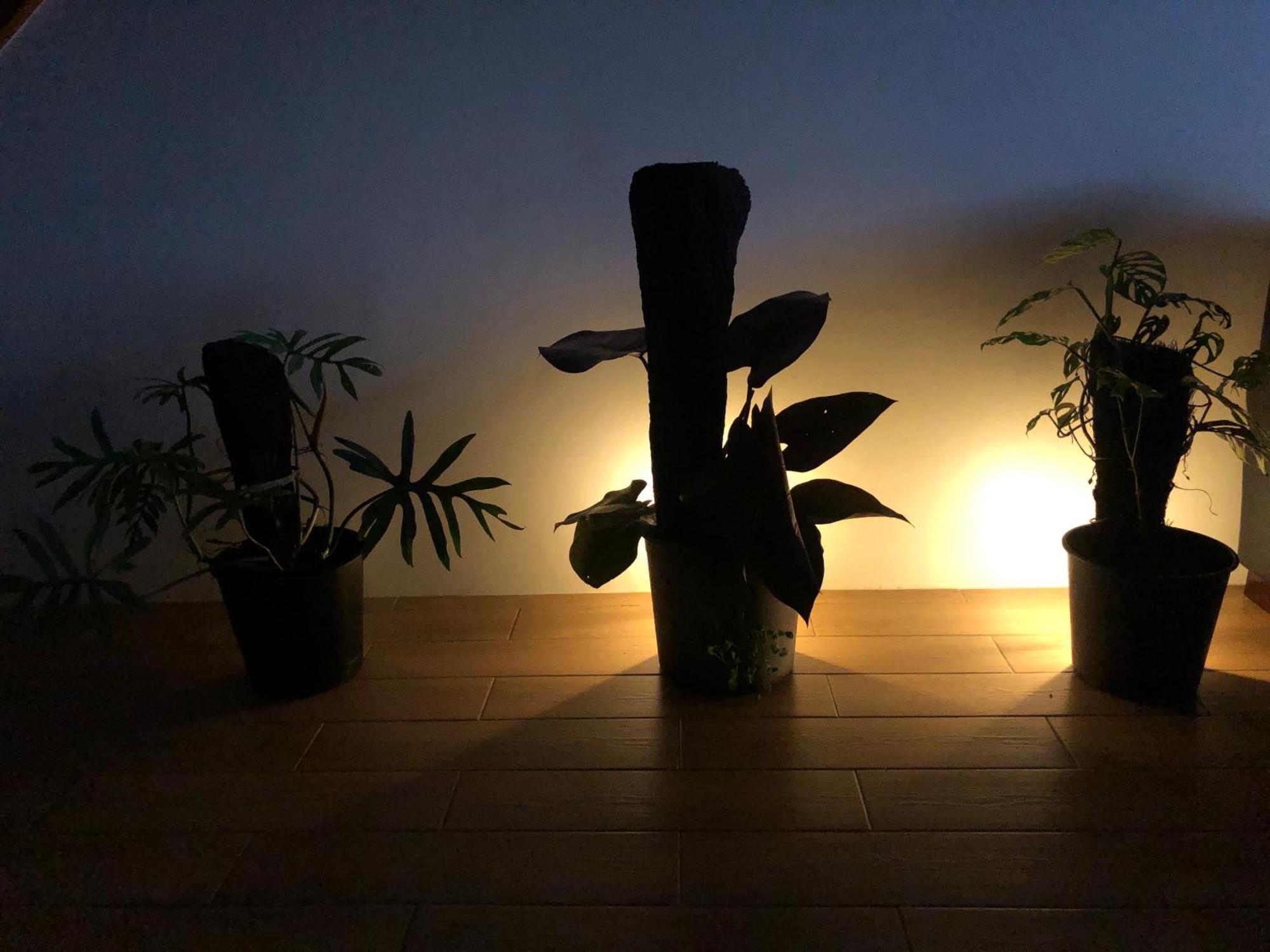 נאדי Balabala Bed & Breakfast I מראה חיצוני תמונה