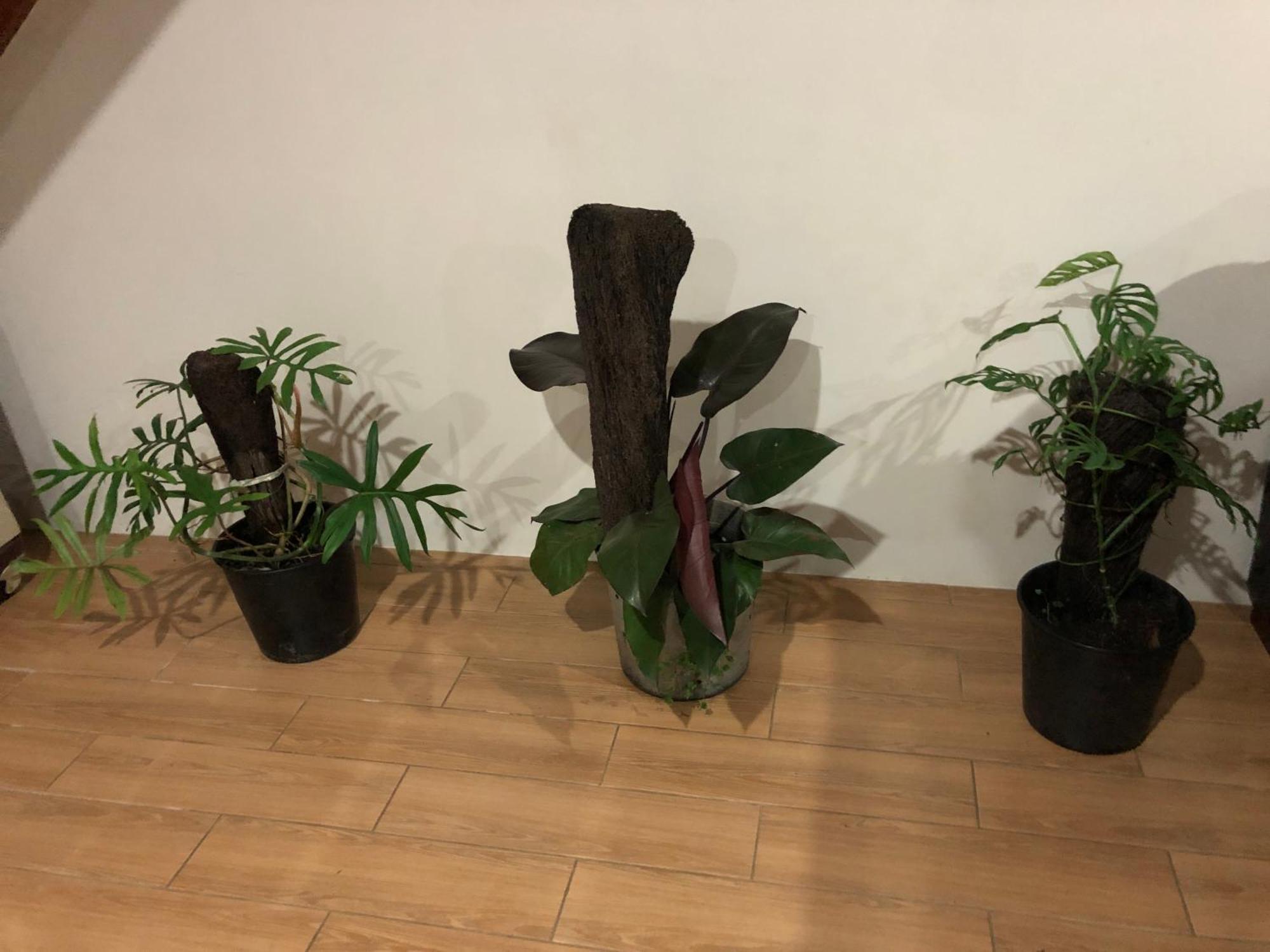 נאדי Balabala Bed & Breakfast I מראה חיצוני תמונה